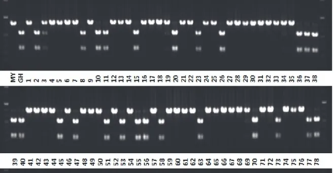 Fig. 1. Example of genotyping in the MGRIL population.
