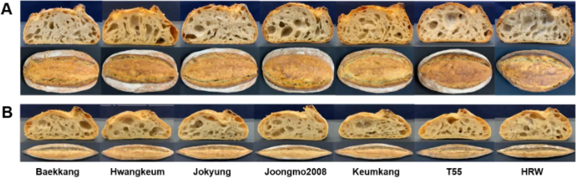 Fig. 3.  Comparison of surface  and crumb struture of  campanue (A) and baguette  (B) baked  from five  Korean wheats and imported wheats