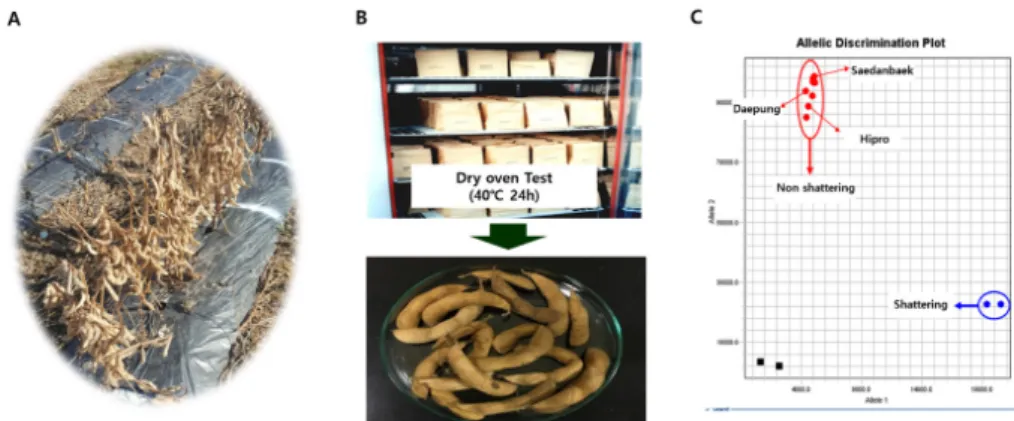 Fig. 3.  Pod  shattering test  of ‘Hipro’ using three different method. A : Field test of ‘Hipro’  to evaluate for pod shattering after  maturation,  not showing seed dispersal of ‘Hipro’, B : Dry oven test of ‘Hipro’ to evaluate for pod shattering, not sh