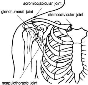 Fig. 1 Joint of a shoulder complex