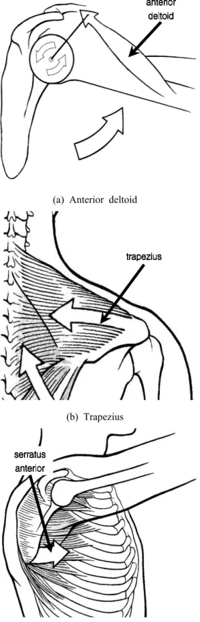 Fig. 2 Shoulder muscles related to the motion in the sagittal plane