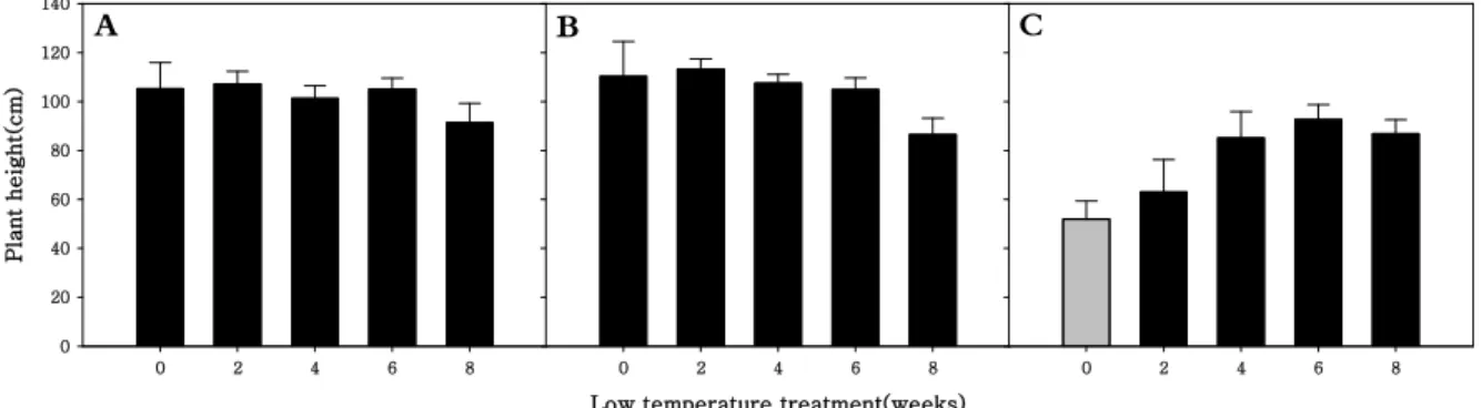 Fig 2. Length of aboveground parts in  R. sativus. Early-maturing cultivar (A), medium-maturing cultivar (B), late-maturing cultivar (C).
