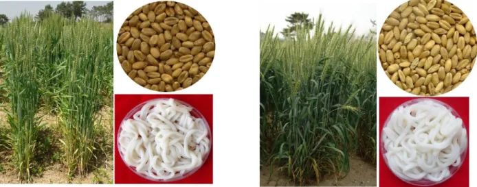 Fig. 3. Heading, seed and noodle of ‘Joongmo2003’ (Left) and ‘Keumkang’ (Right). 
