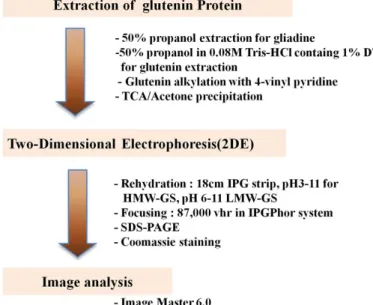 Fig. 1. Procedure for analysis of two-dimensional electrophoresis in this study.
