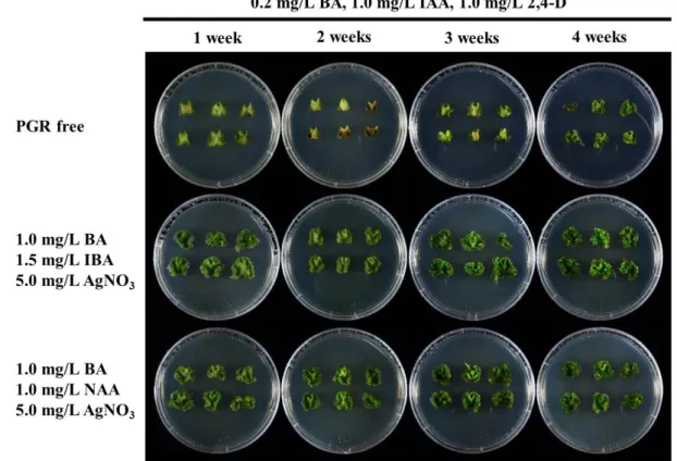 Fig. 2. Comparisons of shoot regeneration from leaf explants according to the different culture periods on bud formation medium in  chrysanthemum ‘Baekma’