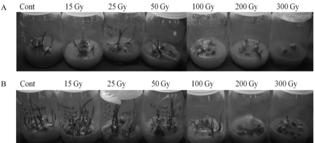 Fig. 1. Profiles of electron beam (2 MeV/n, 0.5 mA) irradiated Cymbidium spp. protocorm