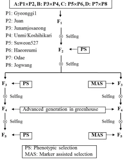 Fig. 1. Scheme for the selection of high palatability line using marker-assisted selection and conventional selection methods in 4 cross  combinations