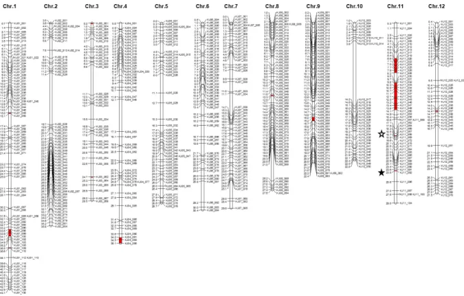 Fig. 5.  Graphical  genotype of IS592BB based on 771 KASP markers. The horisontal black lines on the left and right of  each chromosome  indicate to the physical position and marker, respectively