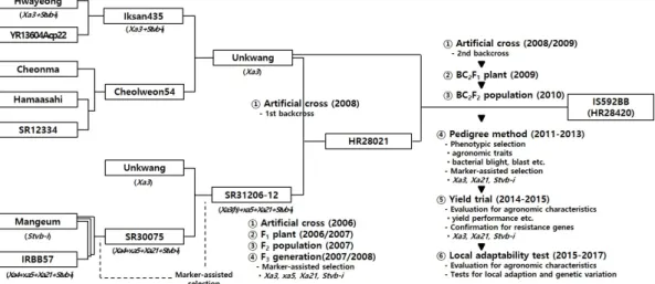 Fig. 1.   Genealogical  and  schematic  diagram  of  breeding  for  ‘IS592BB’.