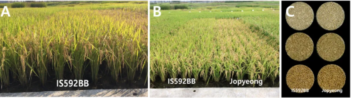 Fig. 2.   Plant  type  at  maturing  stage  (A,  B)  and  grain  shape  of  rough,  brown,  and  milled  rice  (C).