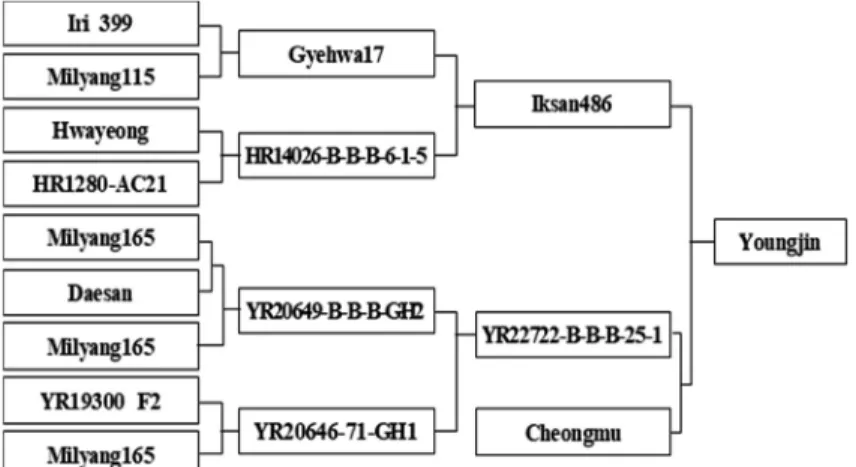 Fig. 1.   Genealogical  diagram  of  ‘Youngjin’.