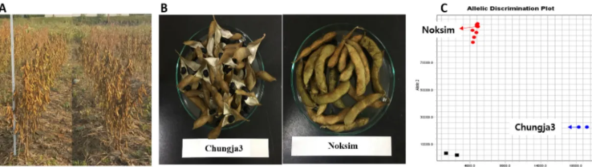 Fig. 4.  Pod shattering test of ‘Noksim’ using three different method. A : Field test of ‘Noksim’ to evaluate for pod shattering after maturation,  not showing seed dispersal of ‘Noksim’, B : Dry oven test of ‘Noksim’ to evaluate for pod shattering, not sh