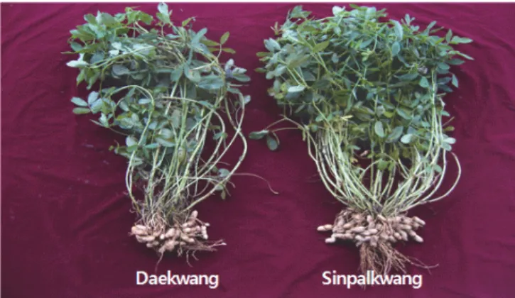 Fig. 2. A new peanut cultivar ‘Sinpalkwang’plant (Right). 다. ‘신팔광’은 버지니아 초형으로 개화기가 소분지 초형 ‘대 광’에 비해 1일 늦으나 지상부 생장습성은 반직립 단경 다분 지성이다