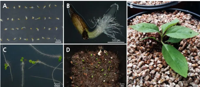 Fig. 7. Germination and growth of  D. paniculata. A and B, germination of a seed from phase III in the 25/15°C temperature  regime after 12 days; C, after 20 days; D, a potted seedling after 30 days; E, a seedling after 3 months.