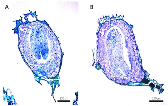 Fig. 6. Longitudinal sections of  D. paniculata seeds. A, seed from phase II; B, seed from phase III.