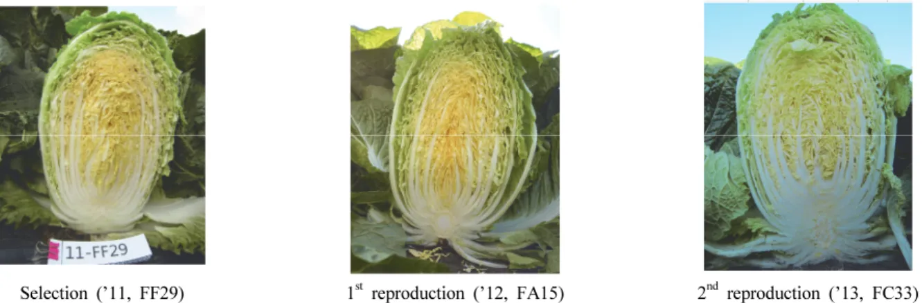 Fig. 2. Inner shape of ‘‘Wonkyo20042ho’ inbred line planting bud pollinated seeds at 2011, and 1 st  and 2 nd  reproduced seeds using  bee pollination at 2012, 2013, respectively.