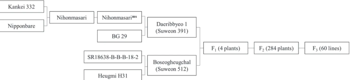 Fig. 2. Pedigree diagram of the plant materials in this study.