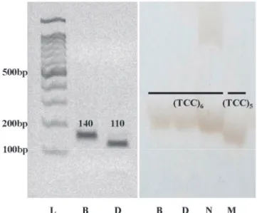 Fig. 5. Comparison of PCR products amplified using (a) SF28  (PstI) CAPS marker and (b) RGS2 InDel marker