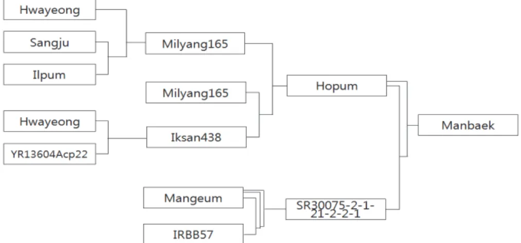 Fig. 2. Pedigree diagram of ‘Manbaek’.