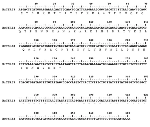 Fig. 2. Sequence analysis of the BrTSR53 gene. Full-length nucleotide sequence and amino-acid sequences for ORF region of the  BrTSR53 gene isolated from Brassica rapa.