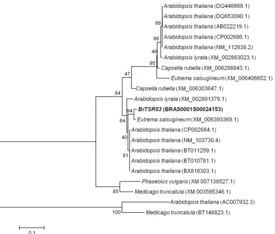Fig. 3. Phylogenetic analysis for the BrTSR53 gene isolated from Brassica rapa. The distance was calculated by Kimura’s two-  parameter methods and the tree was constructed by using the neighbor-joining method