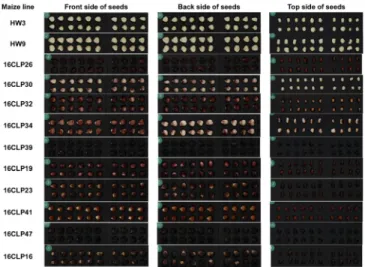 Table 2.   Agronomic  and  phenotypic  traits  used  in  the  morphological  analysis  among  the  two  parental  lines  (HW3,  HW9)  of  “Mibaek  2”