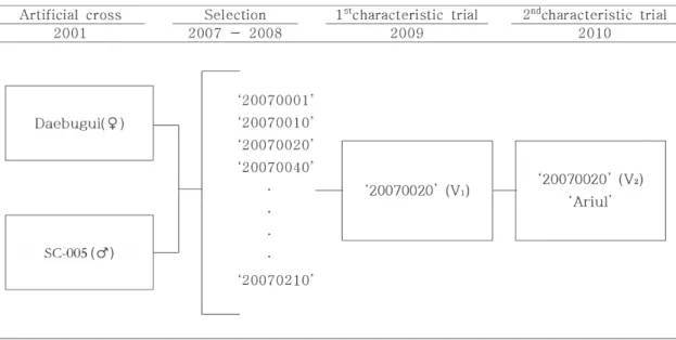 Fig. 1. Pedigree of Cymbidium ‘Ariul’ 다 적극적인 연구를 통해 신품종을 육성하고 대량증식 하여 보급할 필요가 있다.난류의 수출액은 2000년 4,422천 달러에서 2010년 20,264천 달러로 4.6배 증가하였는데,  특히 심비디움은 전체 난 수출액의 90%  이상을 차지한다