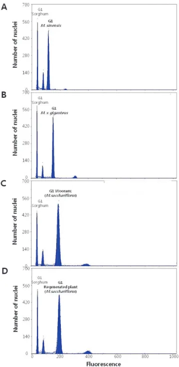 Fig. 5. Flow cytometric histogram of stem samples of Miscanthus  species and regenerated plants.