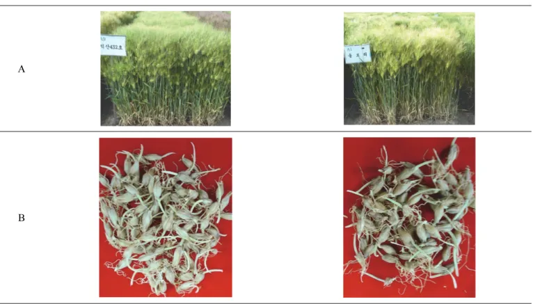 Fig. 2. Comparison of some traits in ‘Hyeyang’ (Left) and ‘Olbori’ (Right).