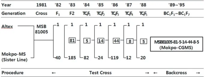 Fig. 1. Pedigree diagram of male sterility and MS-maintainer development.