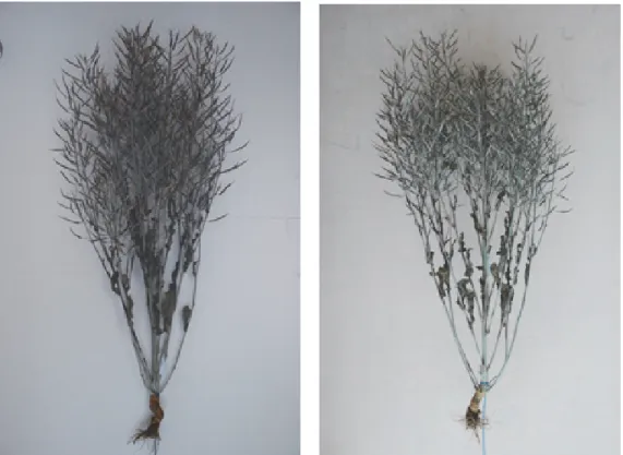 Fig. 4. Comparison of ‘Haean’ (left) and ‘Sunmang’ (right) at bearing season. 적합하다. ‘해안’의 논 재배 시 안정 재배를 위한 파종한계기 는 육지부가 10월 중순,  제주도 10월 하순이다