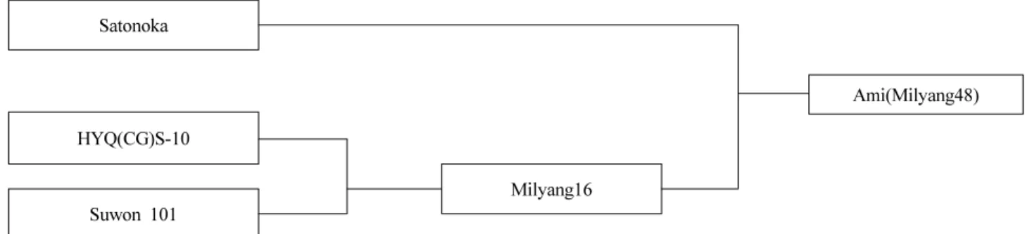 Fig. 2. Genealogical diagram of ‘Ami’.