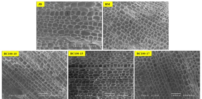Fig. 8.   Histological  analysis  of  Jangdae  (JD),  Hongma300  (HM)  and  line  BC100-10,  BC100-15  and  BC100-17  by  scanning  election  microscope  (SEM)  image