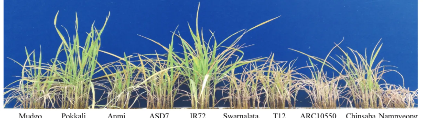 Table 2. Response to BPH at seedling stage in tested rice varieties