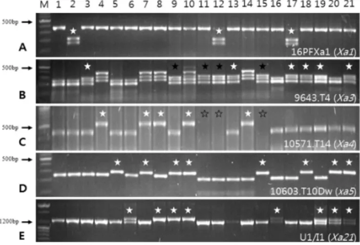 Fig. 1. PCR analysis of lines to confirm resistance genes using  the gene specific DNA marker