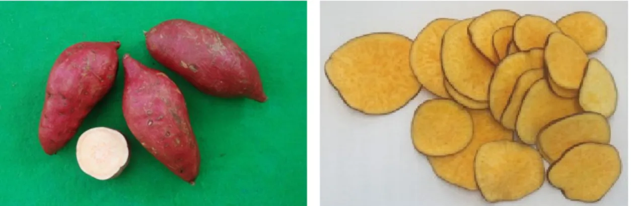Fig. 3. Storage roots and frying chips of ‘Dahomi’ (Left: storage roots, right: frying chips).