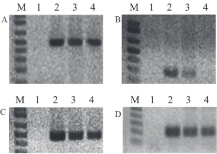 Fig. 1. Identification of 1RS chromatin of ‘TRANS’ with  1RS specific PCR markers. A: PE005, B: PE061, C: PE099, D: PE122