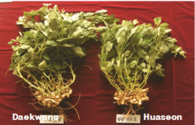 Fig. 2. A new peanut cultivar ‘Huaseong’. 비해 1일 늦으나 지상부 생장습성은 직립 단경 소분지성이다.  ‘ 화선’은 주당 성숙협수는 45개이며 ‘대광’  땅콩에 비해 2개  더 많으며, 협실비율(79%), 협당립수(1.65개), 100립중(84g)등  수량구성요소가 양호하며 성숙특성이 우수한 대립 박피 다협성 이다