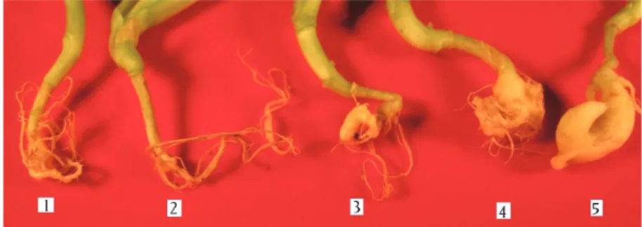 Fig. S1. Kimchi cabbage roots after infection with  P. brassicae . The roots are arranged from left to right according  to the degree of distorted root growth