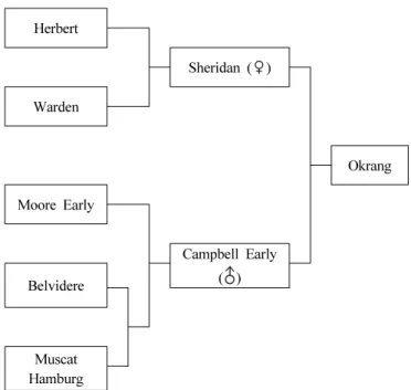 Fig. 1. Pedigree of ‘Okrang’ grape.