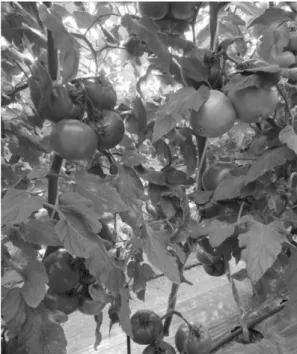 Fig. 3. The fruits of a new tomato cultivar ‘TY Altorang’.