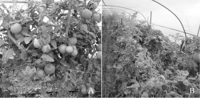 Fig. 4. Symptoms of TYLCV in Greenhouse. A, Tolerance cultivar (TY Altorang); B, Suscetibility cultivar (Qpirang).