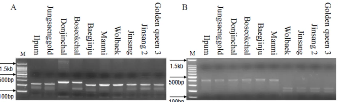 Fig. 5.   PCR  band  patterns  to  confirm  waxy  traits.  The  used  markers  are  Indel  marker  (Ex2-23)  and  CAPS  marker  (Ex4-Wx-mq)  to  10  materials