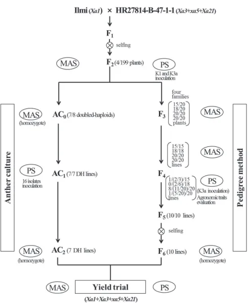 Fig. 1. Schematic diagram for pyramiding four  R genes of bacterial blight based on  marker-assisted selection (MAS) and phenotypic selection (PS).