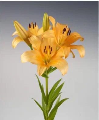 Fig. 2. FA intersectional hybrid lily ‘Apricot Star’ flower. 재배상 유의점 ‘아프리콧스타’  품종은 종자로 번식하는 신나팔나리와 아 시아틱나리와의  아속(section)간 교잡종으로  아시아틱나리의  재배상 단점을 보완하여 양구 세대가 빠르고 초장 신장성과  환경에 대한 적응력이 우수하다 