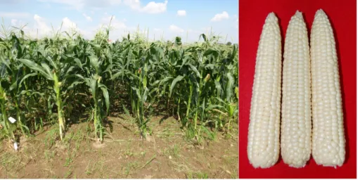 Fig. 2. Plants and ears of Hayanchal95 (left: plants, right: ears).