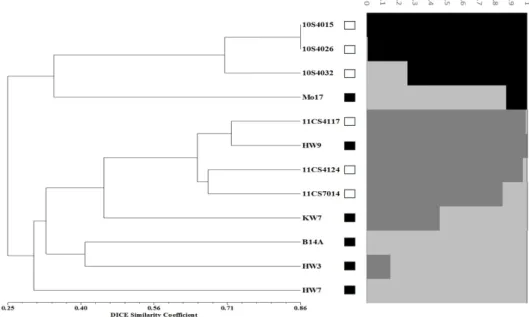 Fig. 4. UPGMA dendrogram and population structure based on the 300 SSR markers in 12 colored and non-colored maize lines