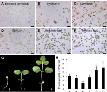 Fig. 1.  Yield of protoplast isolation from different organs in soybean.