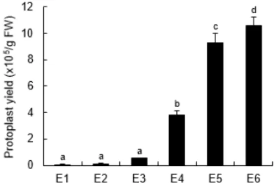 Fig. 3.  Effect of incubation time on isolation yield of protoplast from  soybean  hypocotyls