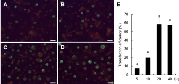 Fig. 4.  Transfection efficiency of  soybean hypocotyl  protoplasts with different amounts  of plasmid  DNA